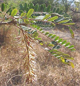 Alvaradoa amorphoides