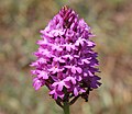 Anacamptis pyramidalis