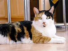 Calico cat (Felis silvestris catus)