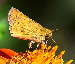 G. niso on red sunflower