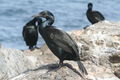 Brandt's Cormorant