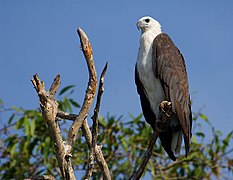 White-bellied Sea Eagle