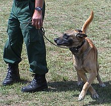 Un cane che indossa un collare elettrico