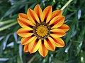 Gazania es un género de plantas perteneciente a la familia Asteraceae. Muchas de las especies de este género se utilizan como plantas ornamentales. Otras a menudo cultivadas para repoblar suelos áridos por su tolerancia a la sequía. Por World Trekker.