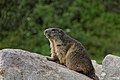 Marmot di Austria