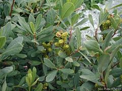 Myrica gale foliage and immature fruit