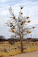 Schutzstrategie im Bau der Nester des Mahaliwebers in Namibia