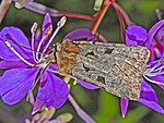 Chersotis rectangula – Oberseite