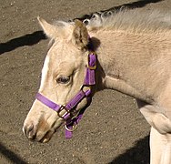 Impoverished halter