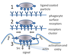 A cartoon: 1. The particle is depicted by an oval and the surface of the phagocyte by a straight line. Different smaller shapes are on the line and the oval. 2. The smaller particles on each surface join. 3. The line is now concave and partially wraps around the oval.