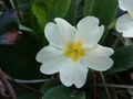 Primula vulgaris