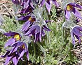 Pulsatilla vulgaris