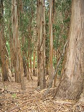 Shedding bark.