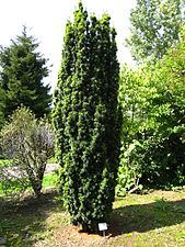 Botaniska trädgården i Chèvreloup, Rocquencourt.