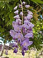 Эбракцеозная (голая) кисть у глицинии китайской (Wisteria sinensis)