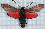 Zygaena filipendulae – Specimen