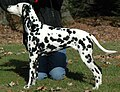 Dalmatian