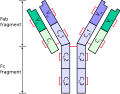 Thumbnail for Light chain deposition disease