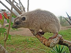 Daman des arbres (Dendrohyrax dorsalis)