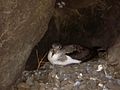 Nest site on Selvagem Pequena Island