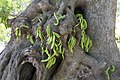 Carob pods growing from trunk (Cauliflory)