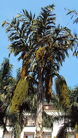 Caryota urens 02.JPG