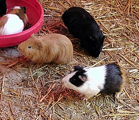 Cavia porcellus