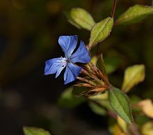 Ceratostigma willmottianum B.jpg