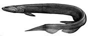 Frilled shark Chlamydoselachus anguineus