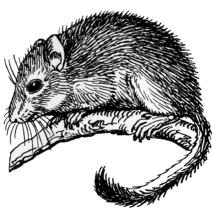 Dormouse (PSF).png