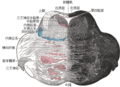 Axial section of the pons, at its upper part