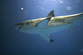 A great white shark in temporary captivity at the Monterey Bay Aquarium, Monterey, USA.