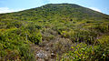 Vista de la vegetación, compuesta mayoritariamente por oroval (Withania frutescens).