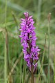 L'orchidée de la Brenne (Dactylorhiza brennensis).