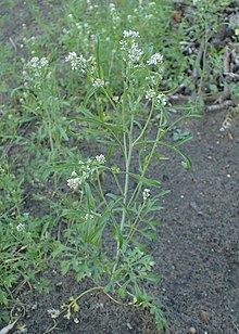 Lepidium sativum kz02.jpg