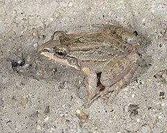 Description de l'image Leptodactylus labrosus.jpg.