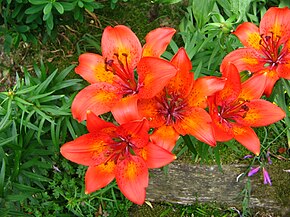 Description de l'image Lilium bulbiferum bulbiferum.JPG.