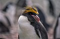 Macaroni Penguin Eudyptes chrysolophus