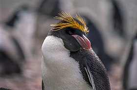 Pinguim-macaroni, Eudyptes chrysolophus