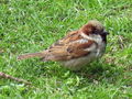 Passer domesticus (macho)