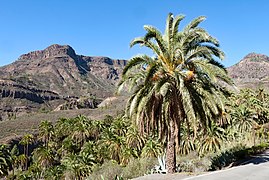 Palmier dattier des Canaries (Phoenix canariensis), un Coryphoideae