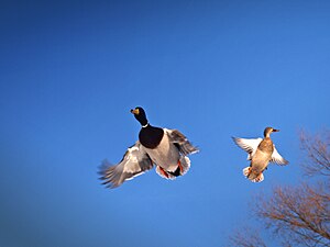 Couple de canards malards en vol.