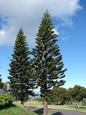 Araucaria columnaris