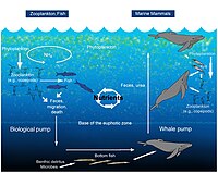 Whale pump nutrient cycle