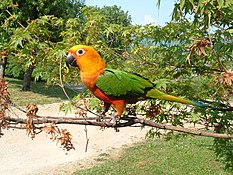 Jandaya parakeet