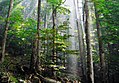 Image 3Old-growth European beech forest in Biogradska Gora National Park, Montenegro (from Old-growth forest)