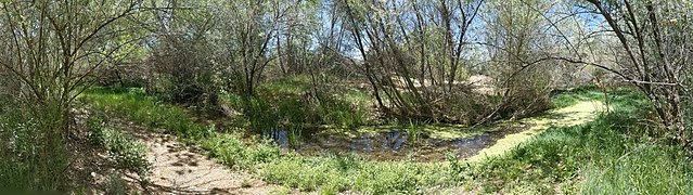 Cienega Creek above La Cienega, near the spring[16]