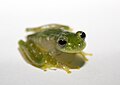 Image 3Powdered glass frog, Cochranella pulverata, Centrolenidae, Honduras to Ecuador (from Tree frog)