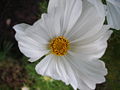 Cosmos bipinnatus (Schmuckkörbchen)