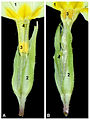 Hétérostylie : 1 : corolle, 2 : calice, 3 : étamines, 4 : pistil.